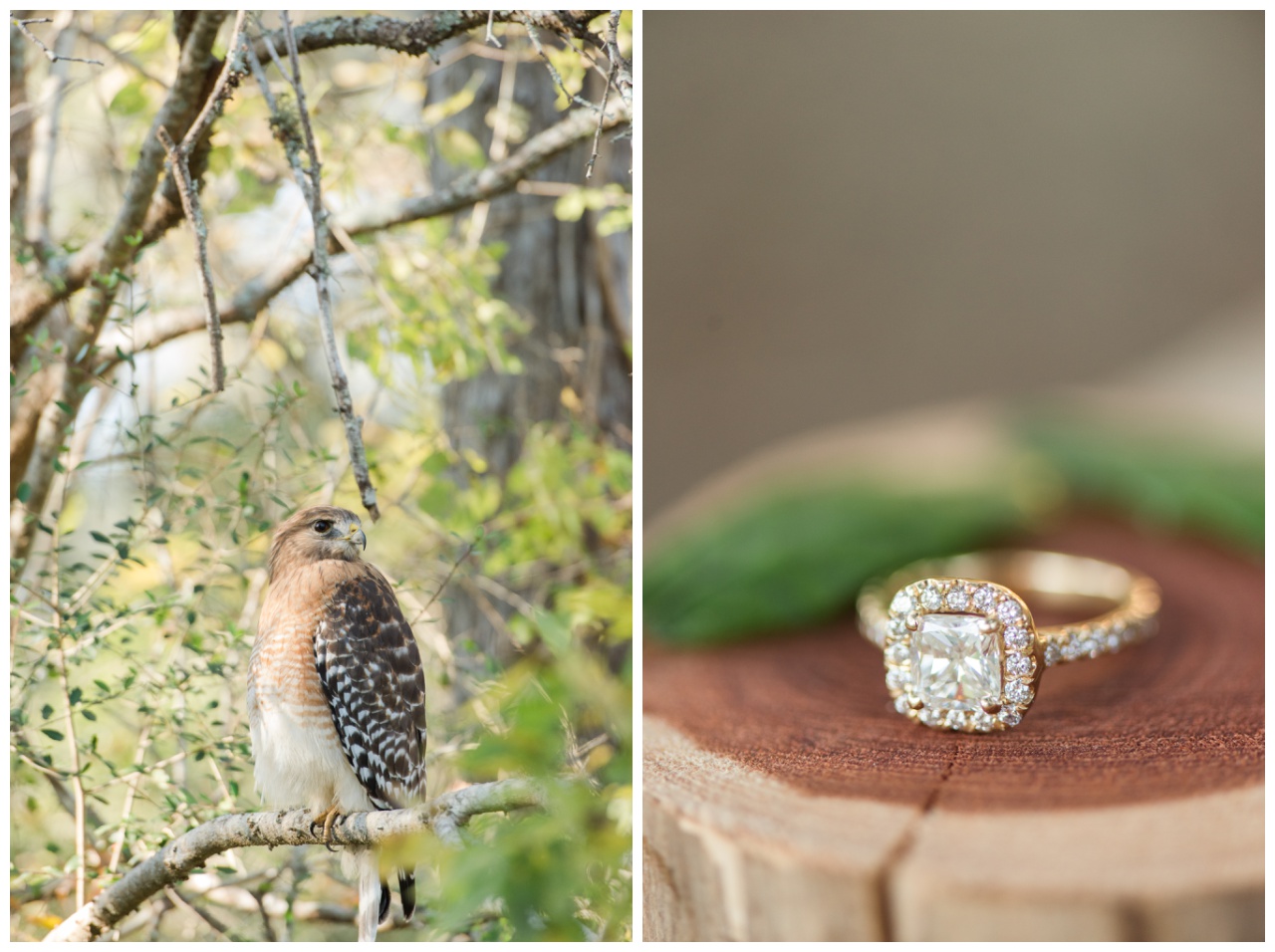 Brazos Bend State Park Engagement Session_0049