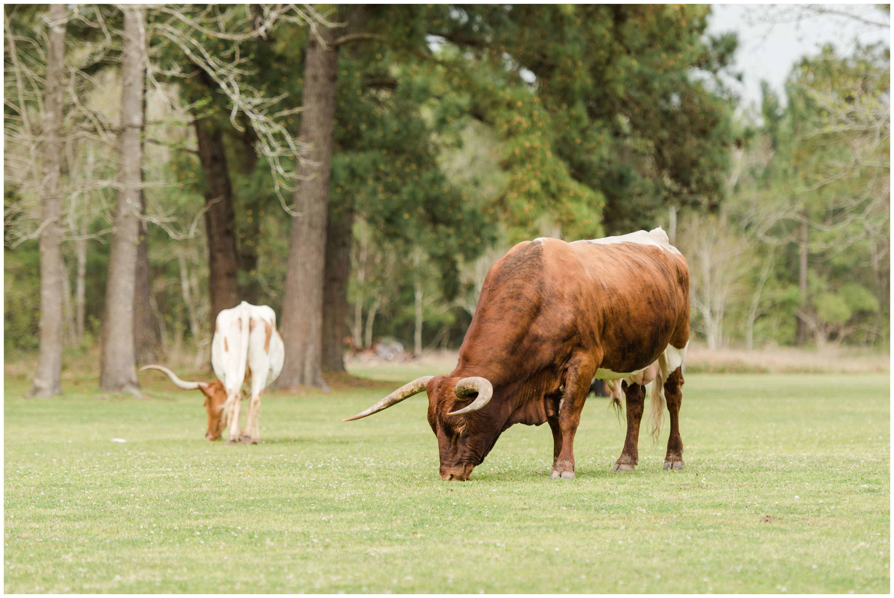 The Barn at Four Pines Wedding in Crosby TX - Kevin and Sammi_0370