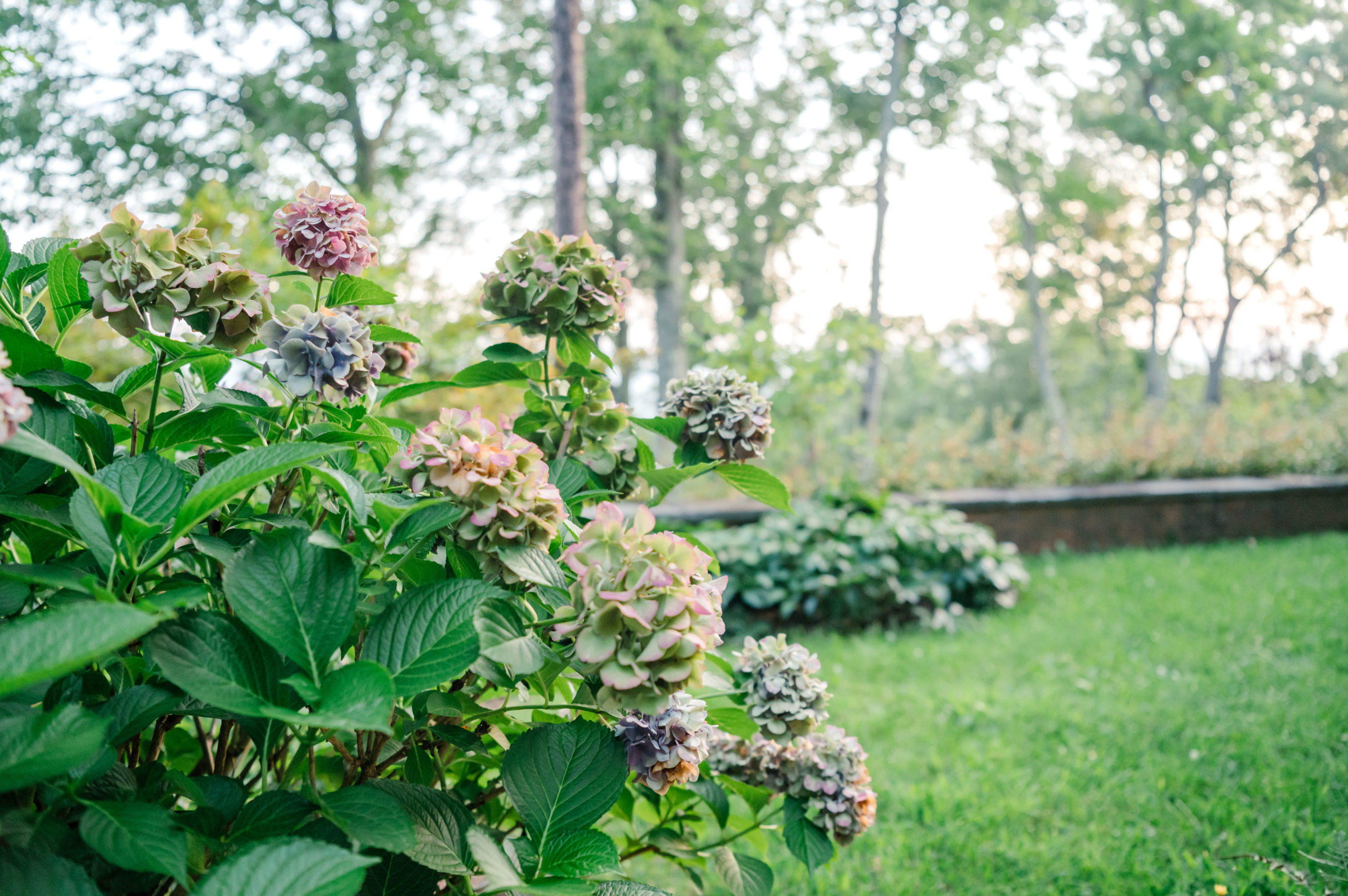 Photo of beautiful flowers in the front yard of a wood cabin 