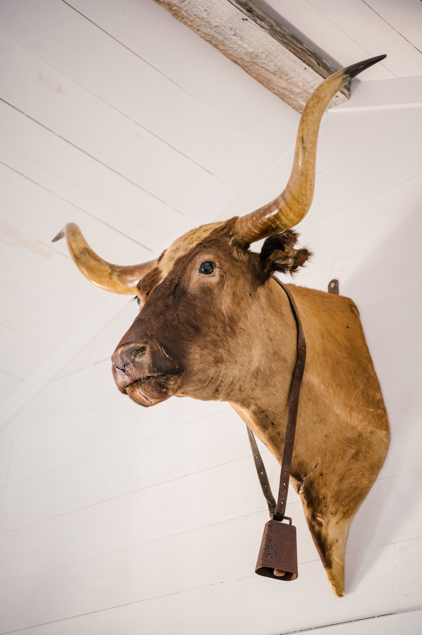 Taxidermy cow head hanging on wall