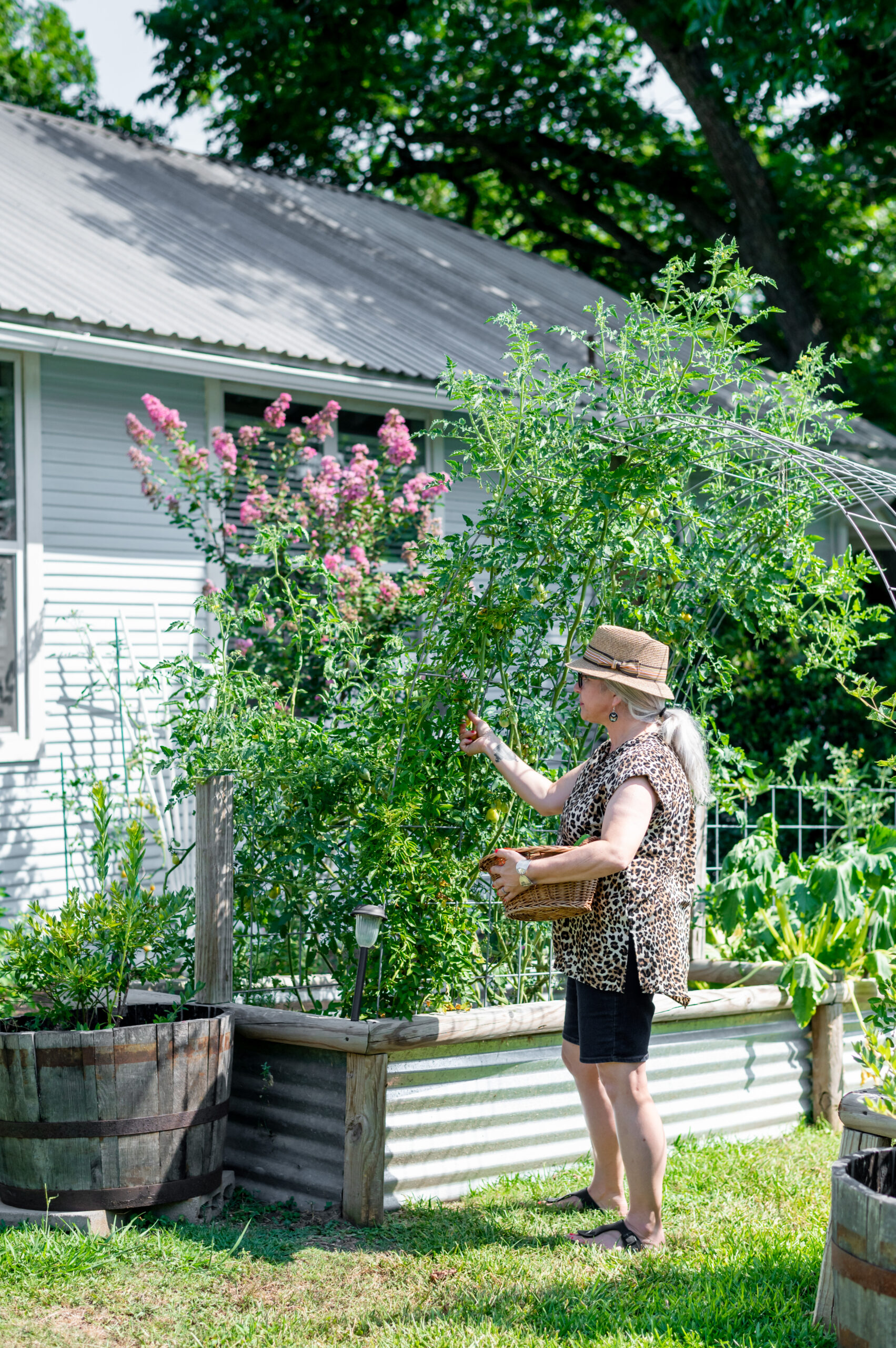 Woman picking vegetables from garden