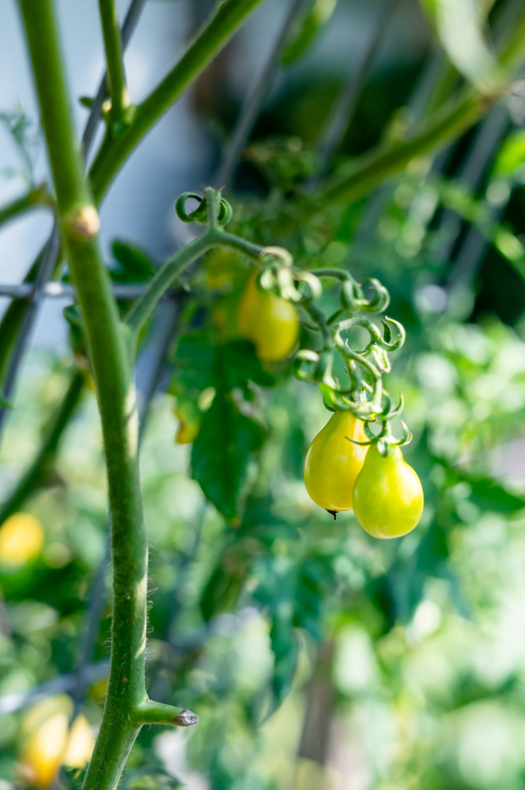 Small tomatoes hanging from the vine